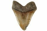 Massive, Fossil Megalodon Tooth - North Carolina #199693-2